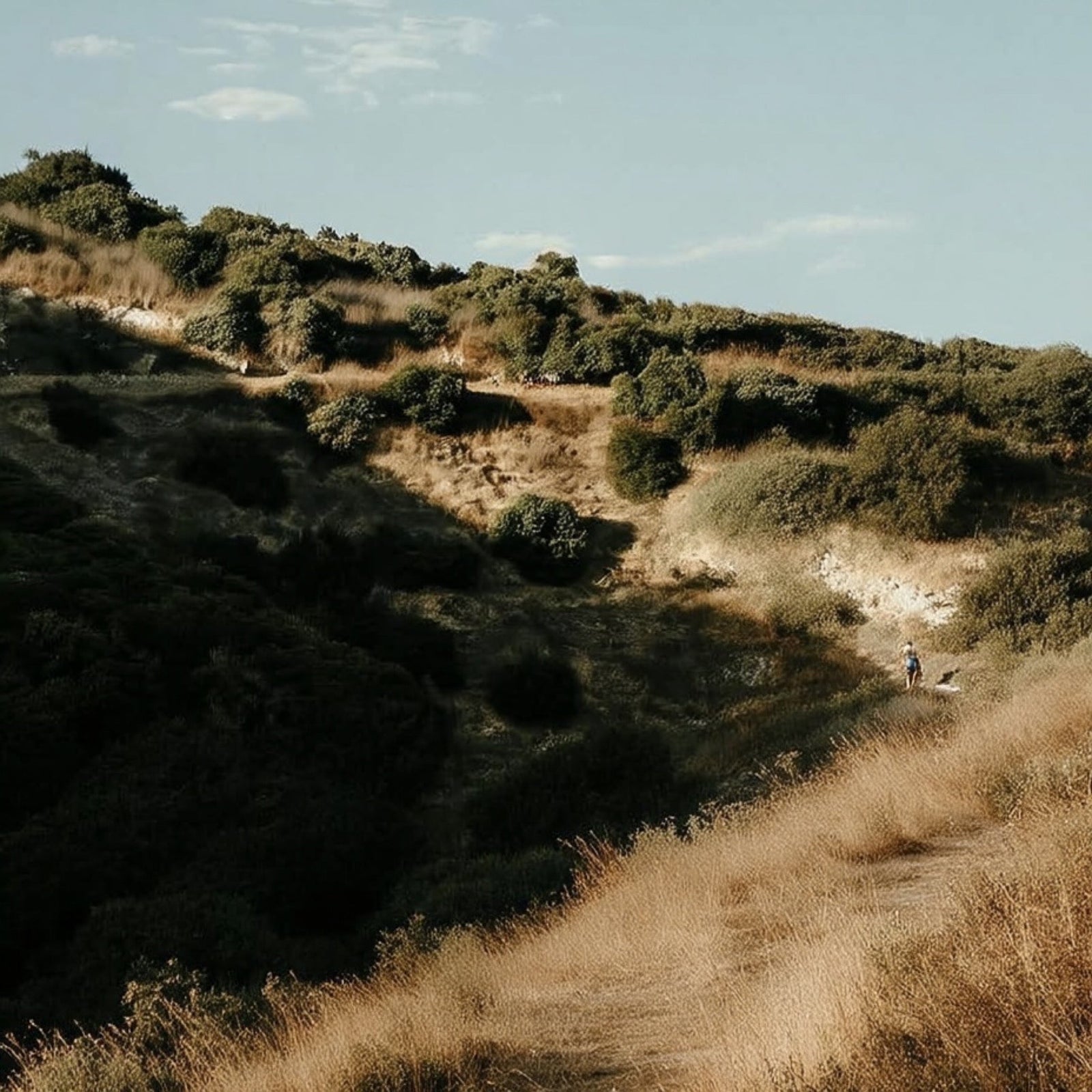 Half-Marathon & 10K Nutrition Guide